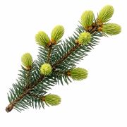 Huile essentielle Épinette noire | Black spruce