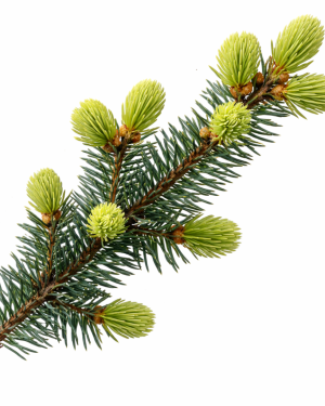 Huile essentielle Épinette noire | Black spruce
