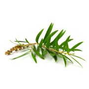 Huile essentielle Arbre à thé | Tea tree