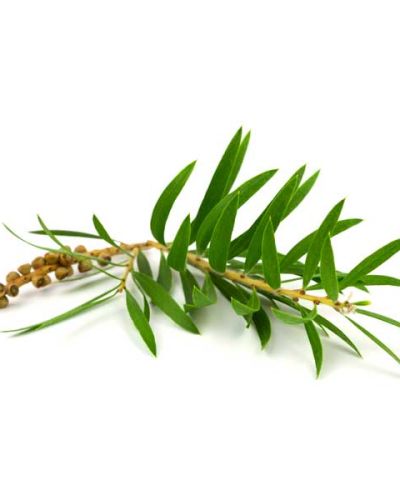 Huile essentielle Arbre à thé | Tea tree