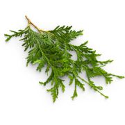 Huile essentielle Cèdre banc | Canadian cedar