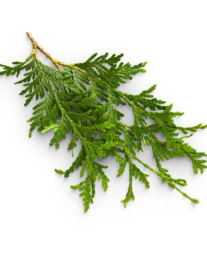 Huile essentielle Cèdre banc | Canadian cedar