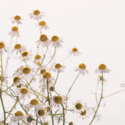 Eau florale de Camomille