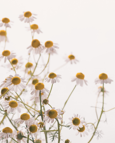 Eau florale de Camomille