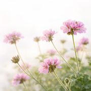 Eau florale de Géranium