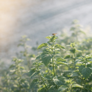 Eau florale de Mélisse