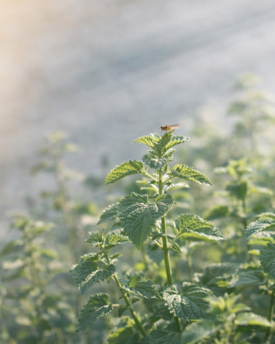 Eau florale de Mélisse