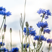 Eau florale de Centraurée Bleuet