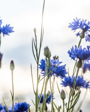 Eau florale de Centraurée Bleuet