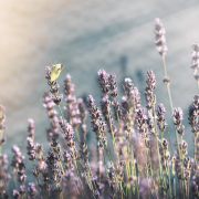 Eau florale de Lavande