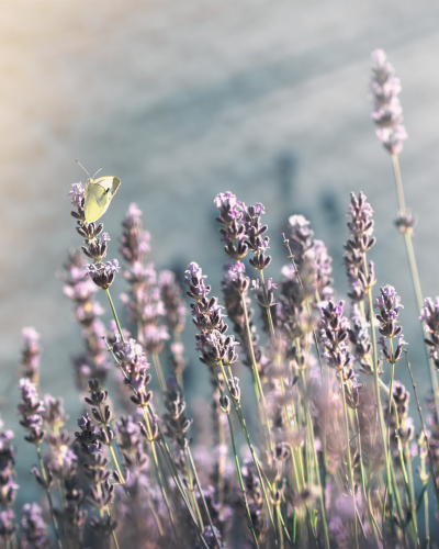 Eau florale de Lavande