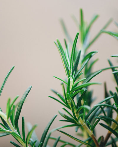 Eau florale de Romarin