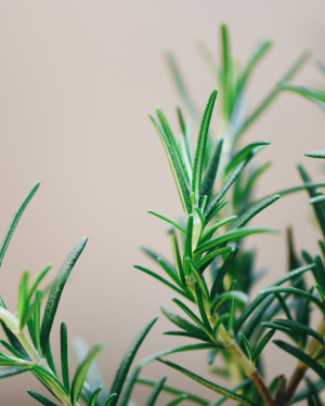 Eau florale de Romarin