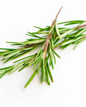 Huile essentielle Romarin officinal | Rosemary
