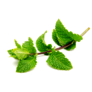 Huile essentielle Menthe verte | Spearmint