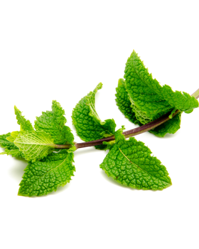 Huile essentielle Menthe verte | Spearmint