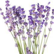 Huile essentielle Lavandin grosso | Grosso lavandin