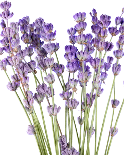 Huile essentielle Lavandin grosso | Grosso lavandin
