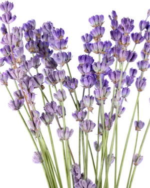 Huile essentielle Lavandin grosso | Grosso lavandin
