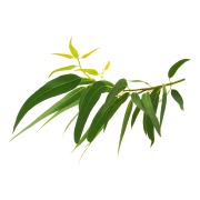 Huile essentielle Eucalyptus citronné | Lemon eucalyptus