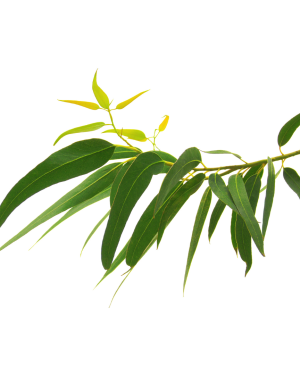Huile essentielle Eucalyptus citronné | Lemon eucalyptus