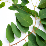 Huile essentielle Eucalyptus globuleux | Eucalyptus Blue Gum