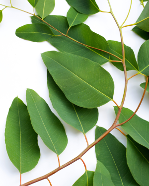 Huile essentielle Eucalyptus globuleux | Eucalyptus Blue Gum