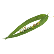 Huile essentielle Eucalyptus radié | Radiated eucalyptus