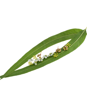 Huile essentielle Eucalyptus radié | Radiated eucalyptus