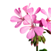 Huile essentielle Géranium rosat | Rose geranium