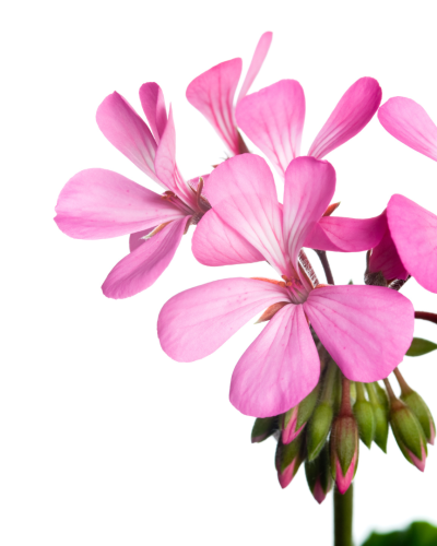 Huile essentielle Géranium rosat | Rose geranium