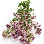 Huile essentielle Marjolaine à coquille | Sweet marjoram