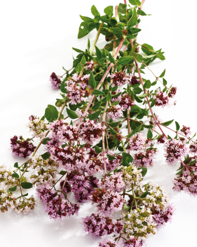 Huile essentielle Marjolaine à coquille | Sweet marjoram