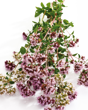 Huile essentielle Marjolaine à coquille | Sweet marjoram