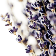 Huile essentielle Lavande officinale | Officinal lavender