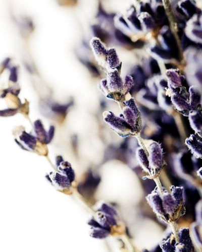 Huile essentielle Lavande officinale | Officinal lavender