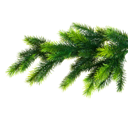 Huile essentielle Épinette Blanche | White Spruce