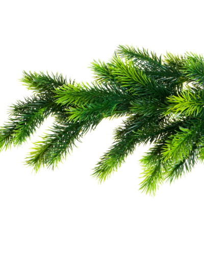 Huile essentielle Épinette Blanche | White Spruce