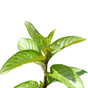 Huile essentielle Menthe poivrée | Peppermint