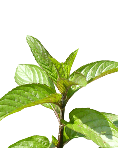 Huile essentielle Menthe poivrée | Peppermint