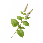 Huile essentielle Patchouli   | Patchouli