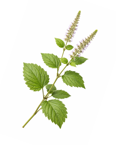 Huile essentielle Patchouli   | Patchouli