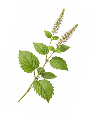 Huile essentielle Patchouli | Patchouli