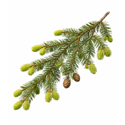 Huile essentielle Pruche du Canada | Hemlock