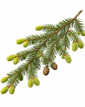 Huile essentielle Pruche du Canada | Hemlock