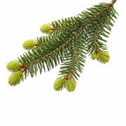 Huile essentielle Sapin baumier | Fir balsam