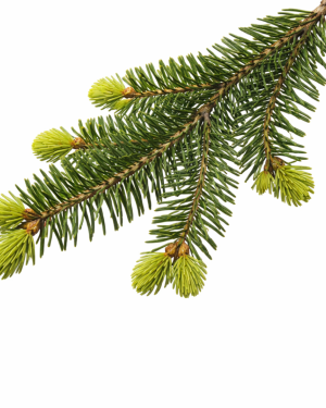 Huile essentielle Sapin baumier | Fir balsam