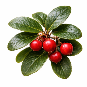 Huile essentielle Thé des bois | Wintergreen