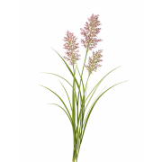 Huile essentielle Palmarosa  | Palmarosa