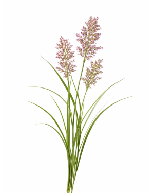 Huile essentielle Palmarosa | Palmarosa